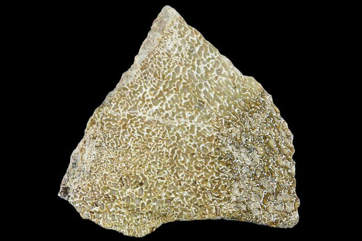 Polished Dinosaur Bone (Gembone) Section - Morocco #107110